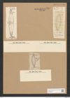 Surirella reflexa Ehr. (de-Toni-Nr.: Genus 53, Species 2323) Zeichnungen Sammlung Grunow Nr. 4769 (NHMW-BOT-W0372892)